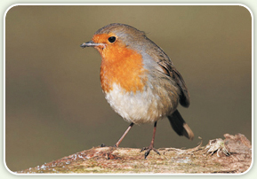 Wild_Bird_Care_01