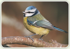 Wild_Bird_Care_02