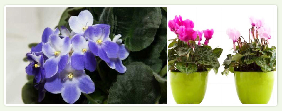 Port Sunglight Garden's Indoor Plants