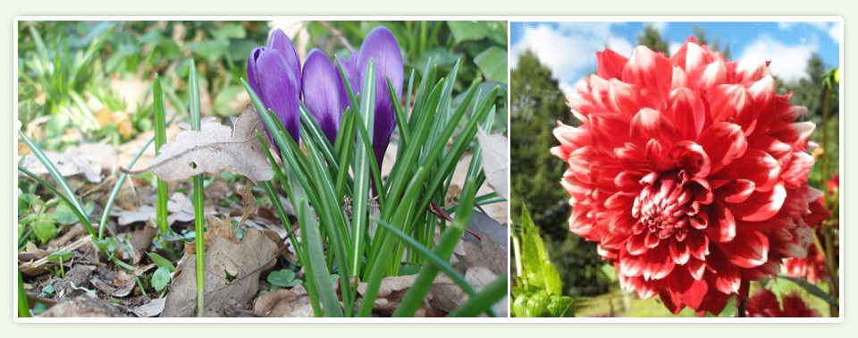 Port Sunglight Garden's Seeds & Bulbs