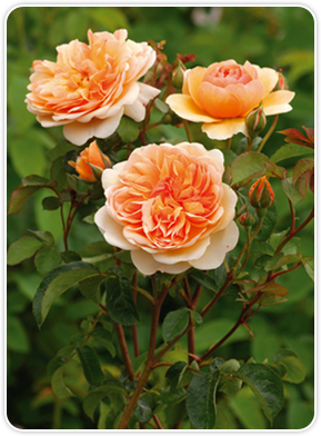 David Austin ‘Port Sunlight’ Rose David Austin ‘Port Sunlight’ Rose