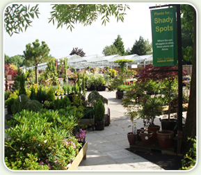 Port_Sunlight_Outdoor_Plants_02