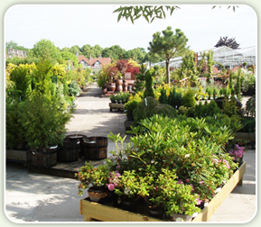 Port_Sunlight_Outdoor_Plants_03