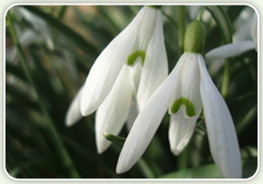 Seeds & Bulbs