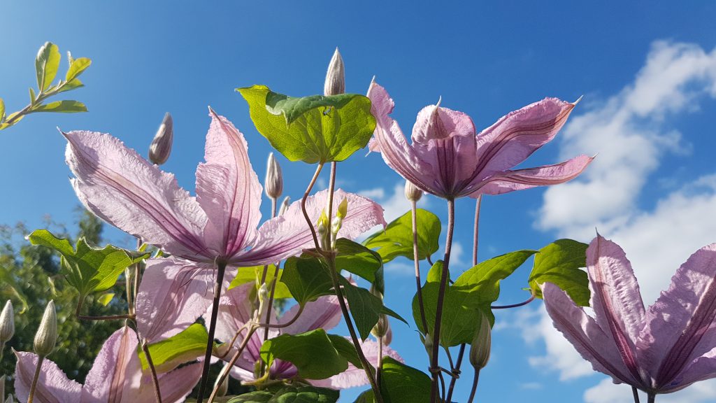 Port Sunlight Garden Centre and Cafe. The Wirral Garden Centre