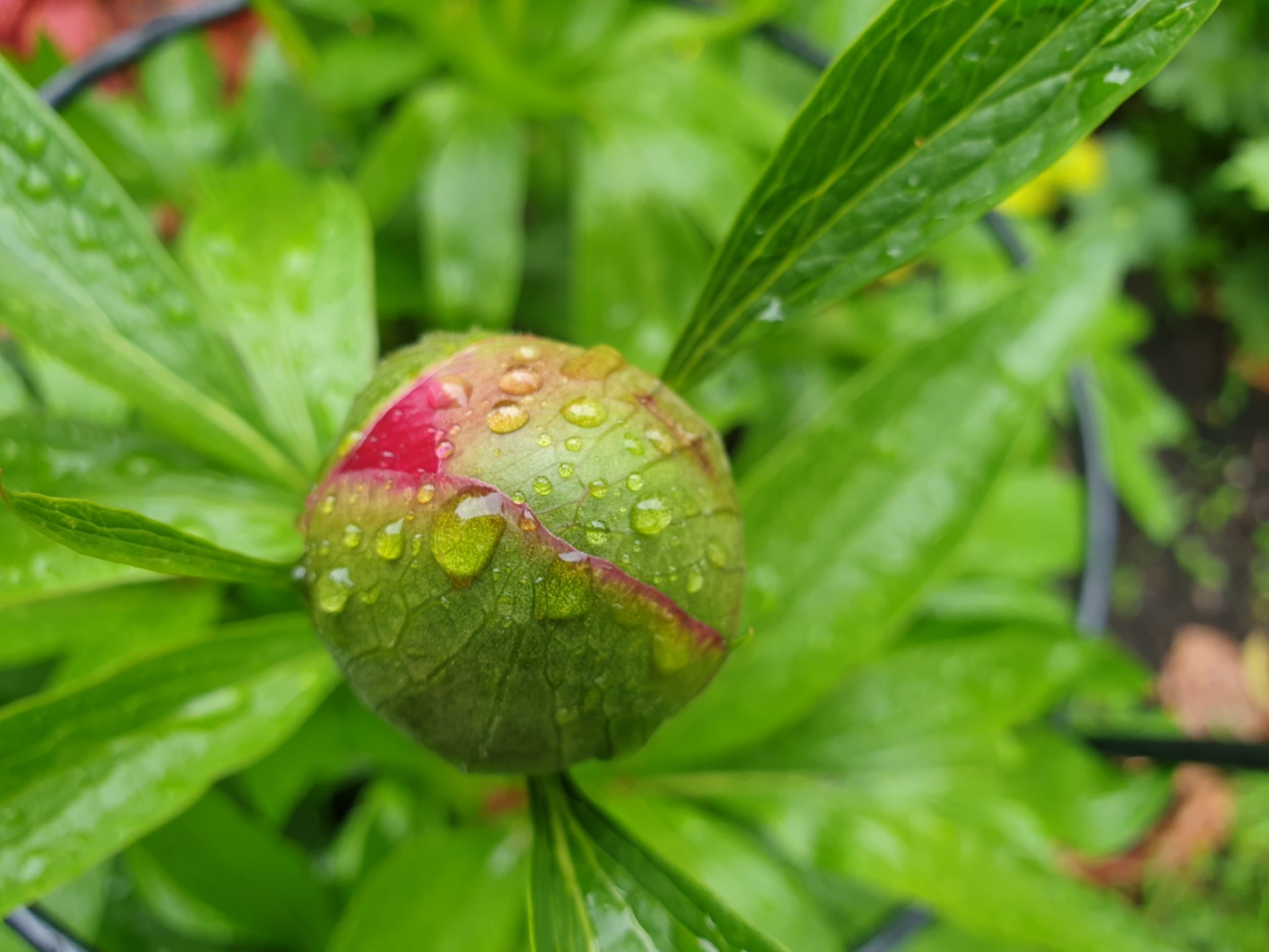 Port Sunlight Garden Centre The Wirral Garden Centre