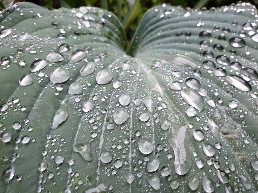 Big Hosta leaf with raindrops