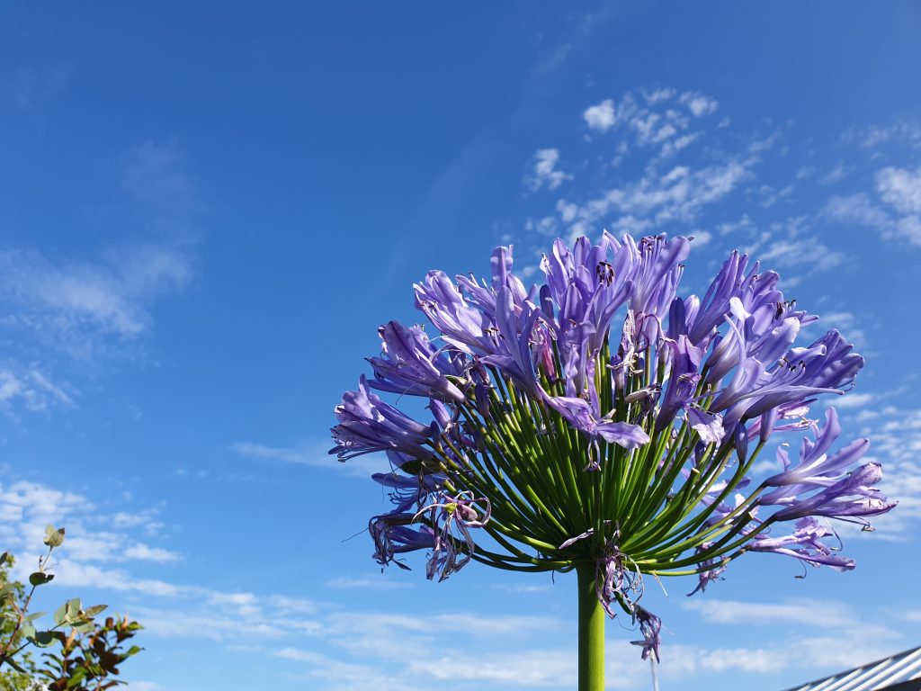 Agapanthus flowers against a blue summer sky