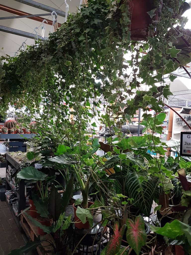 A row of hanging hosueplants