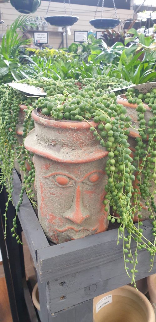 A face planter with string of pearls plant cascading from the top