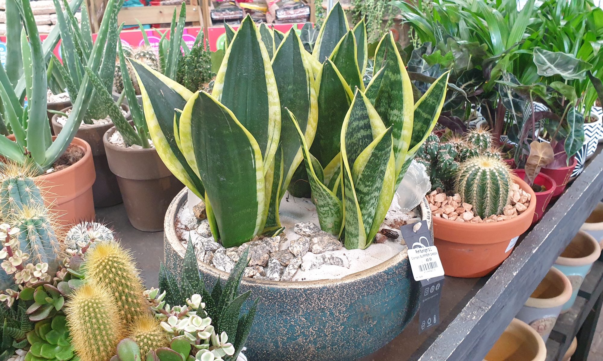 A mothering Laws Tounge plant in a blue bowl