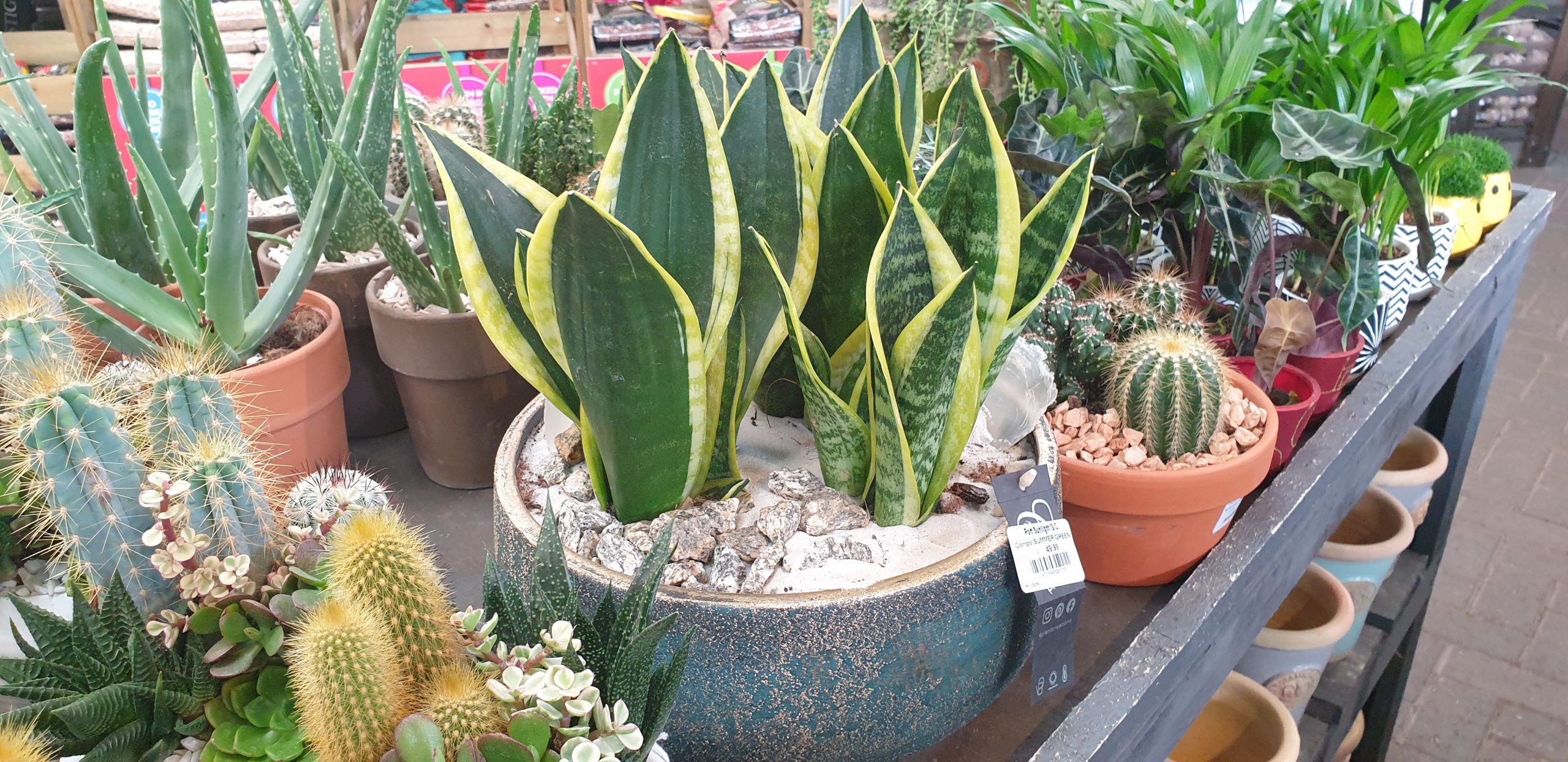 A mothering Laws Tounge plant in a blue bowl