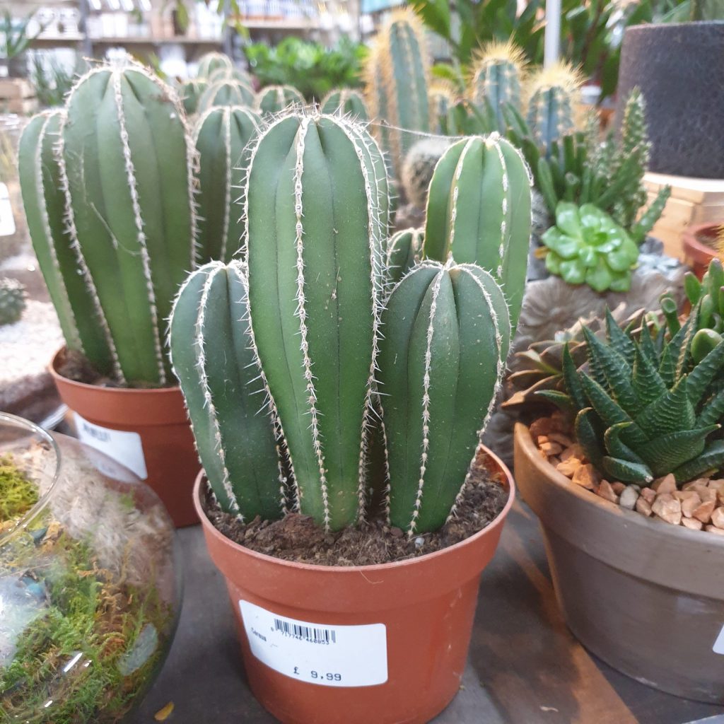 A large cactus plant