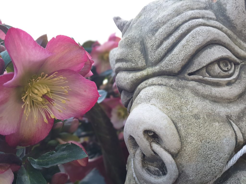 Helebore flower next to a stone ornament of a hog