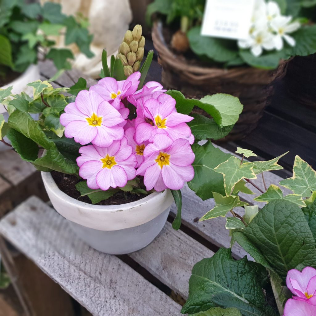 A spring planter with pink primroses